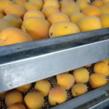 魚面烘干房    不銹鋼食品烘干設備